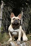 BOULEDOGUE FRANCAIS 243